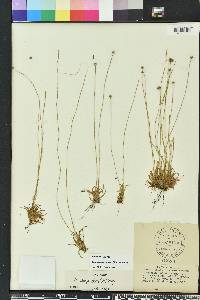 Lachnocaulon anceps image