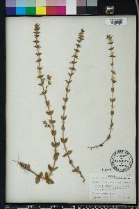 Sophronanthe pilosa image