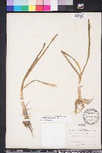 Thalassia testudinum image