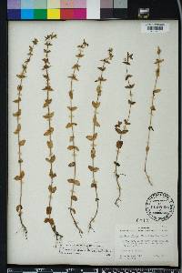 Sophronanthe pilosa image