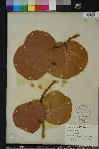 Coccoloba uvifera image