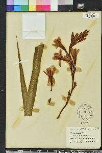 Trimezia steyermarkii image