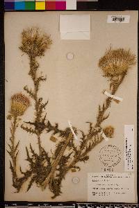 Cirsium horridulum image