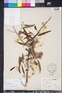 Salix caroliniana image