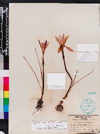 Zephyranthes simpsonii image