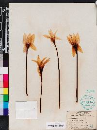 Zephyranthes treatiae image