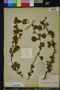 Crataegus michauxii image