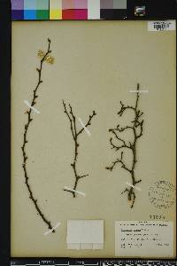 Crataegus michauxii image