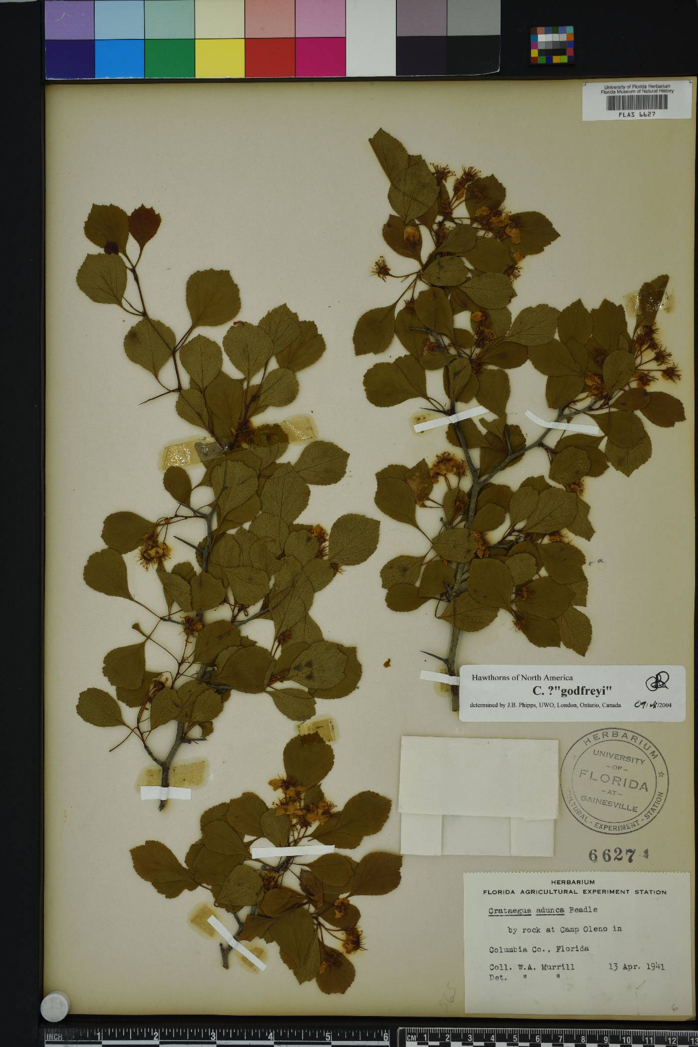 Crataegus michauxii image