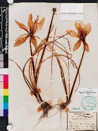 Zephyranthes treatiae image