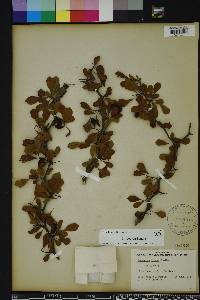 Crataegus michauxii image