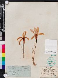 Zephyranthes treatiae image