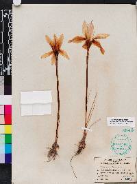 Zephyranthes treatiae image