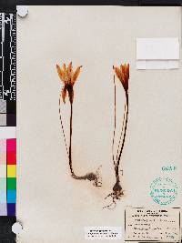 Zephyranthes treatiae image