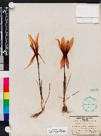 Zephyranthes treatiae image