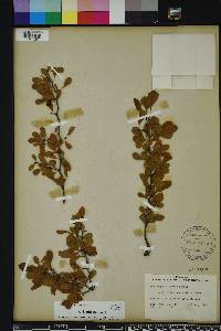 Crataegus michauxii image