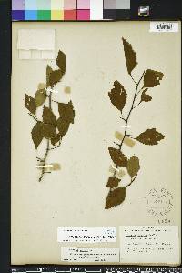 Crataegus viridis image