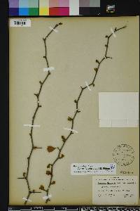 Crataegus michauxii image