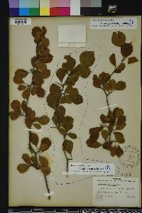 Crataegus michauxii image