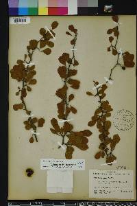 Crataegus michauxii image
