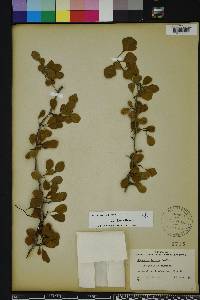 Crataegus michauxii image