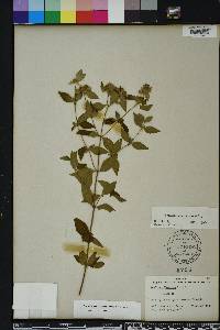 Pycnanthemum albescens image