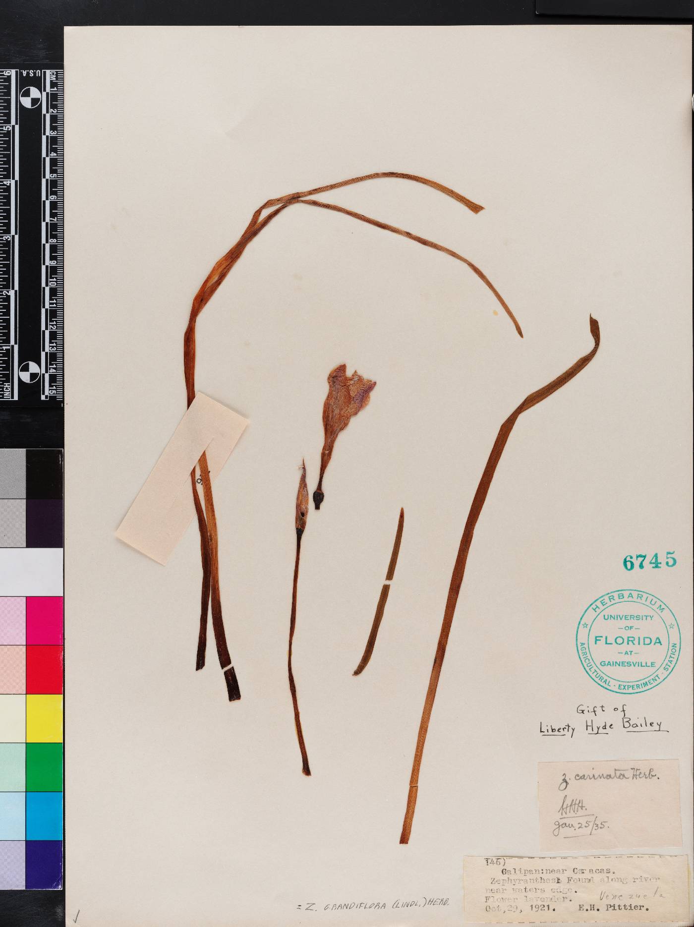 Zephyranthes grandiflora image