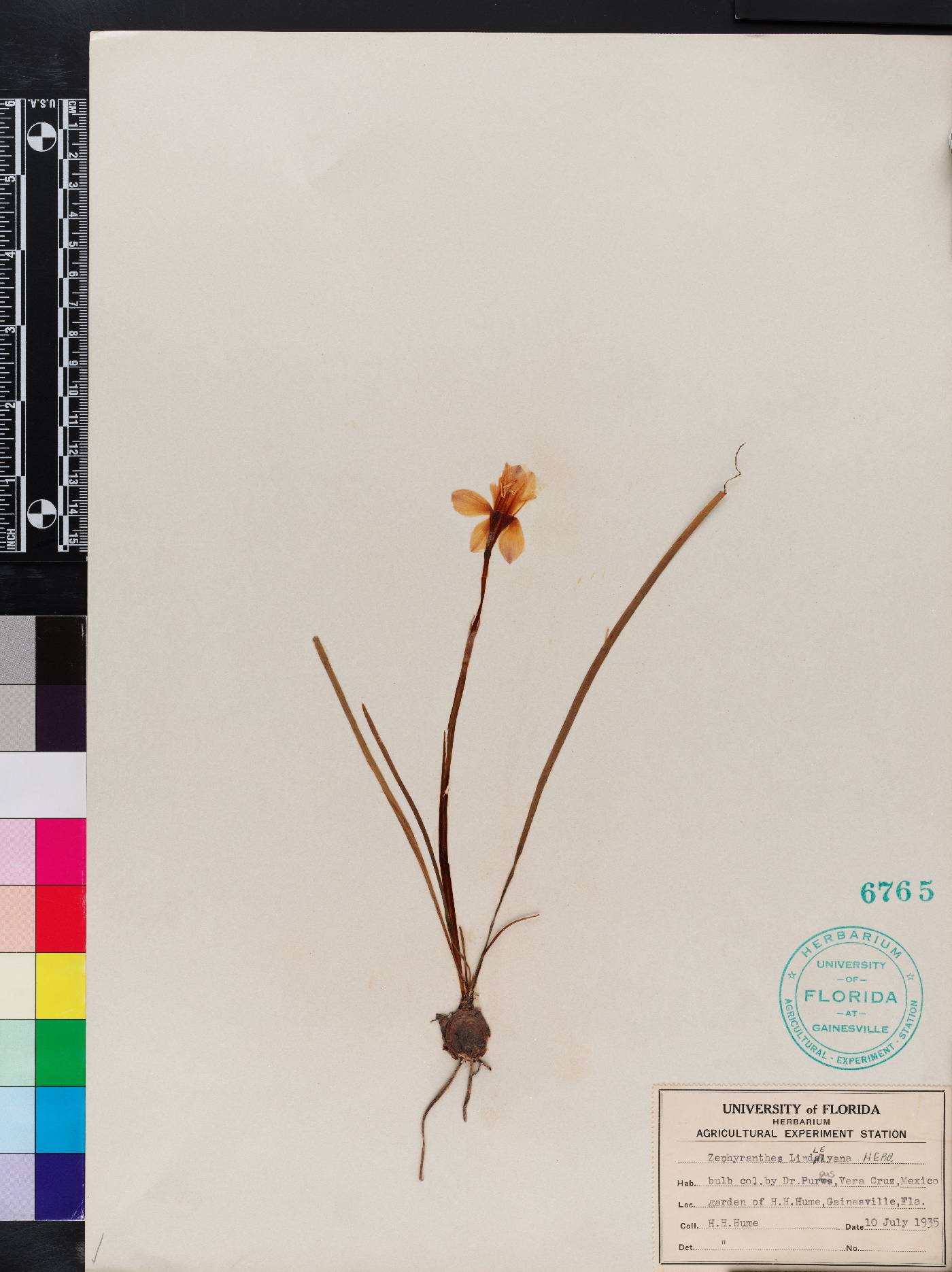 Zephyranthes lindleyana image