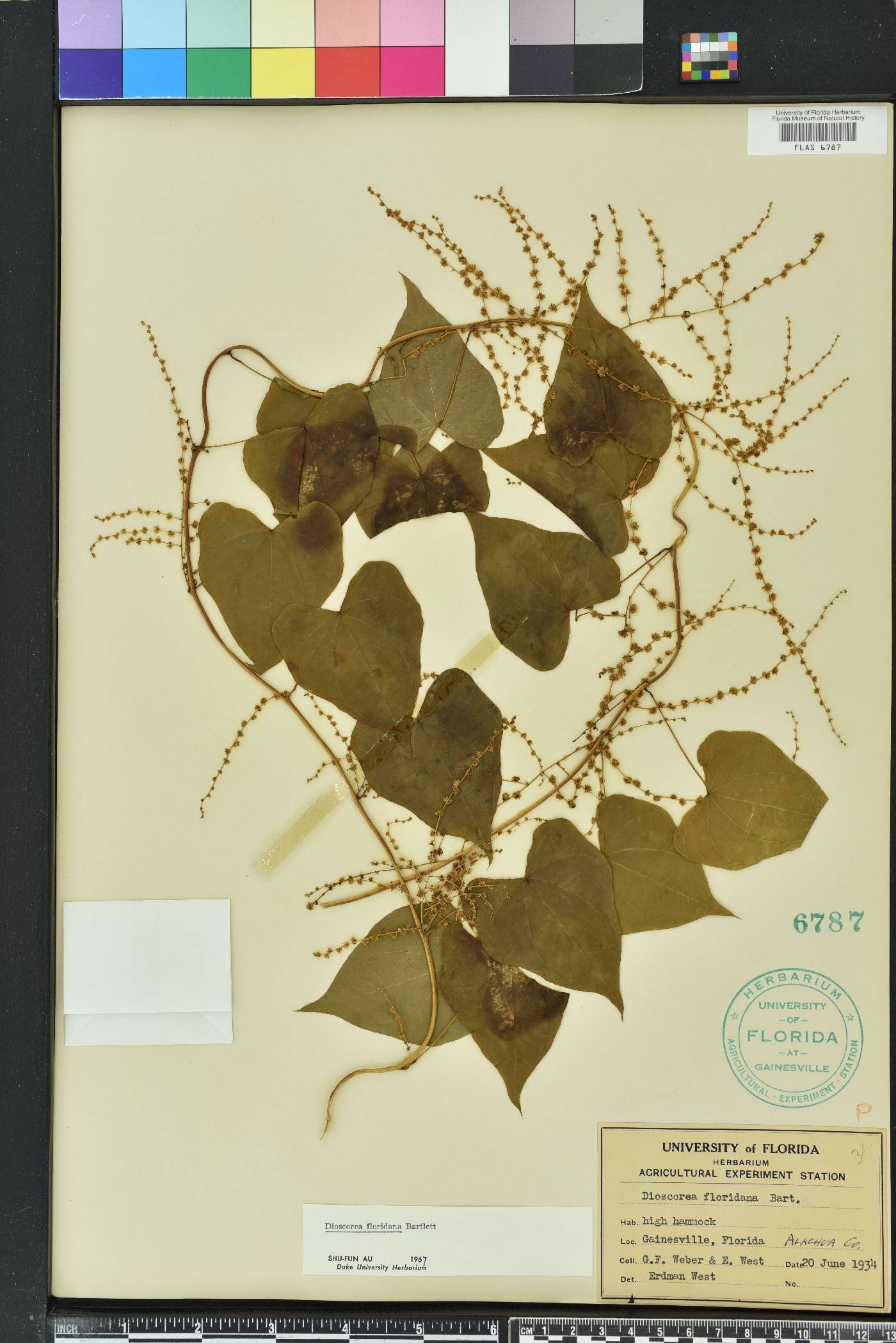 Dioscorea floridana image