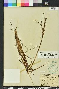 Sisyrinchium xerophyllum image