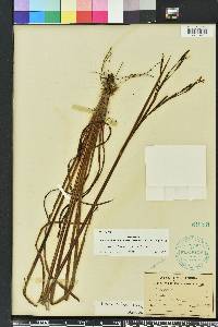 Sisyrinchium xerophyllum image