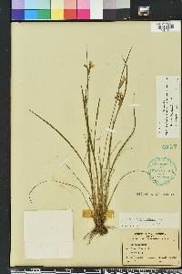 Sisyrinchium xerophyllum image