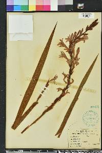 Trimezia steyermarkii image