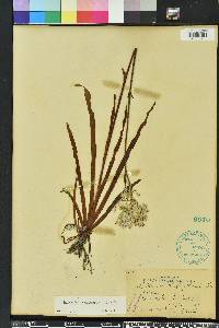 Lachnanthes caroliniana image