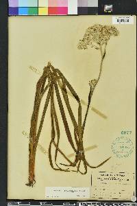 Lachnanthes caroliniana image