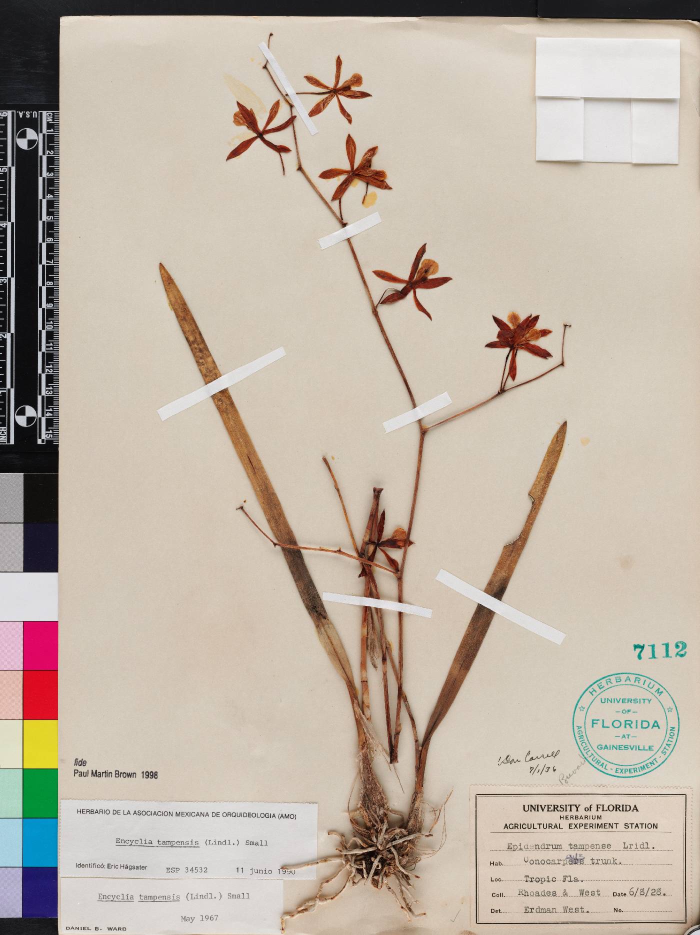 Encyclia tampensis image