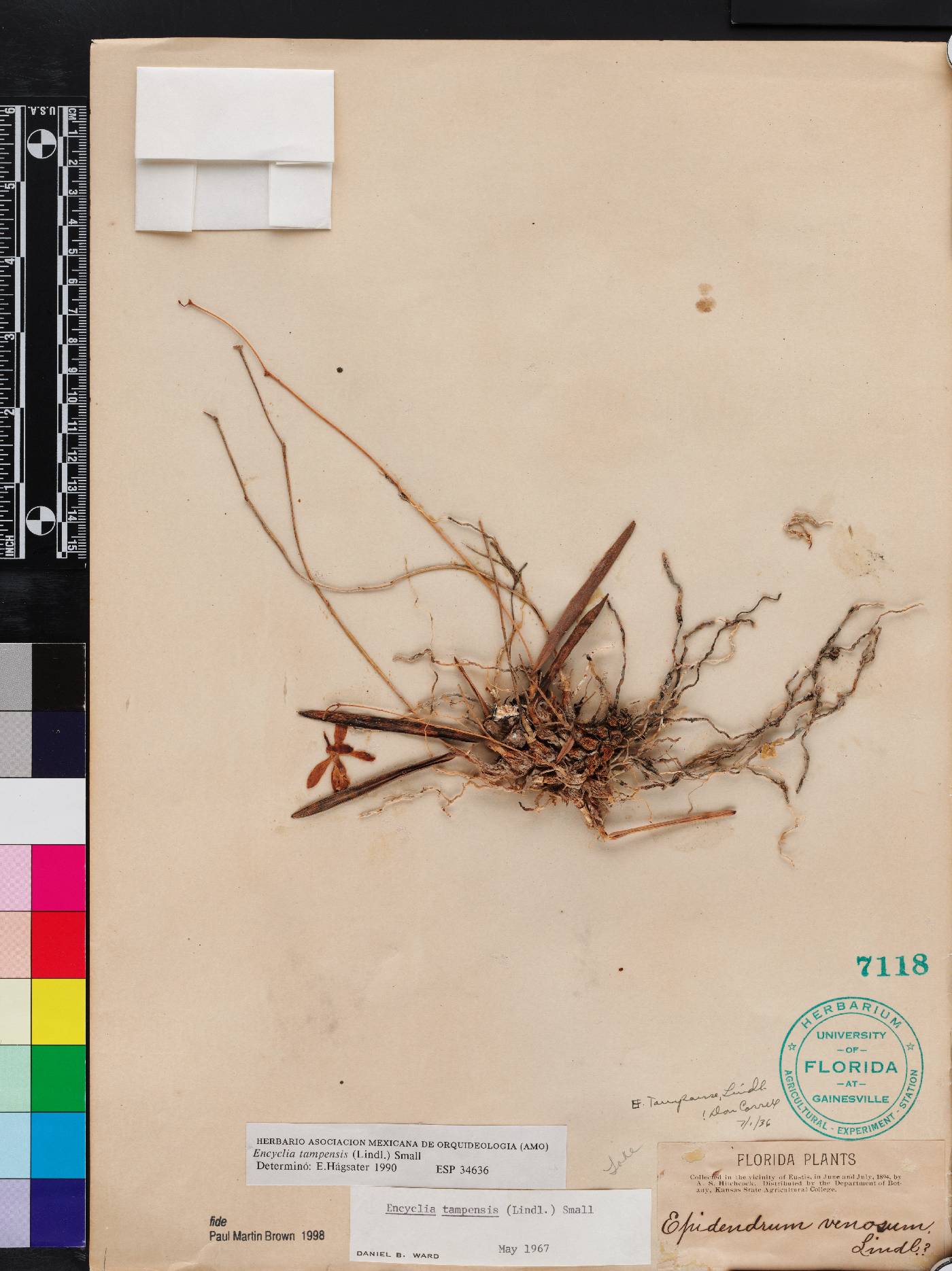 Encyclia tampensis image
