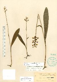 Platanthera clavellata image