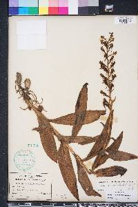 Habenaria odontopetala image