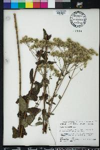 Eupatorium pilosum image