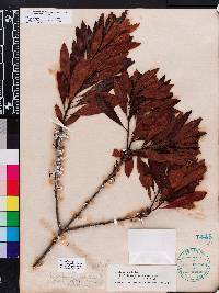 Myrica cerifera image