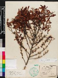 Myrica cerifera image