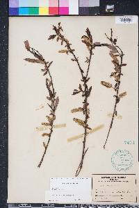 Salix caroliniana image