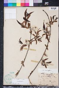 Salix caroliniana image