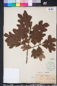 Quercus margarettae image