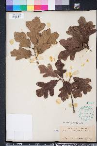 Quercus margarettae image