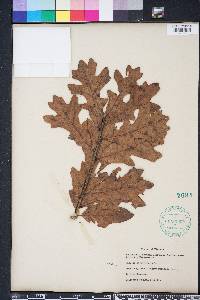 Quercus margarettae image