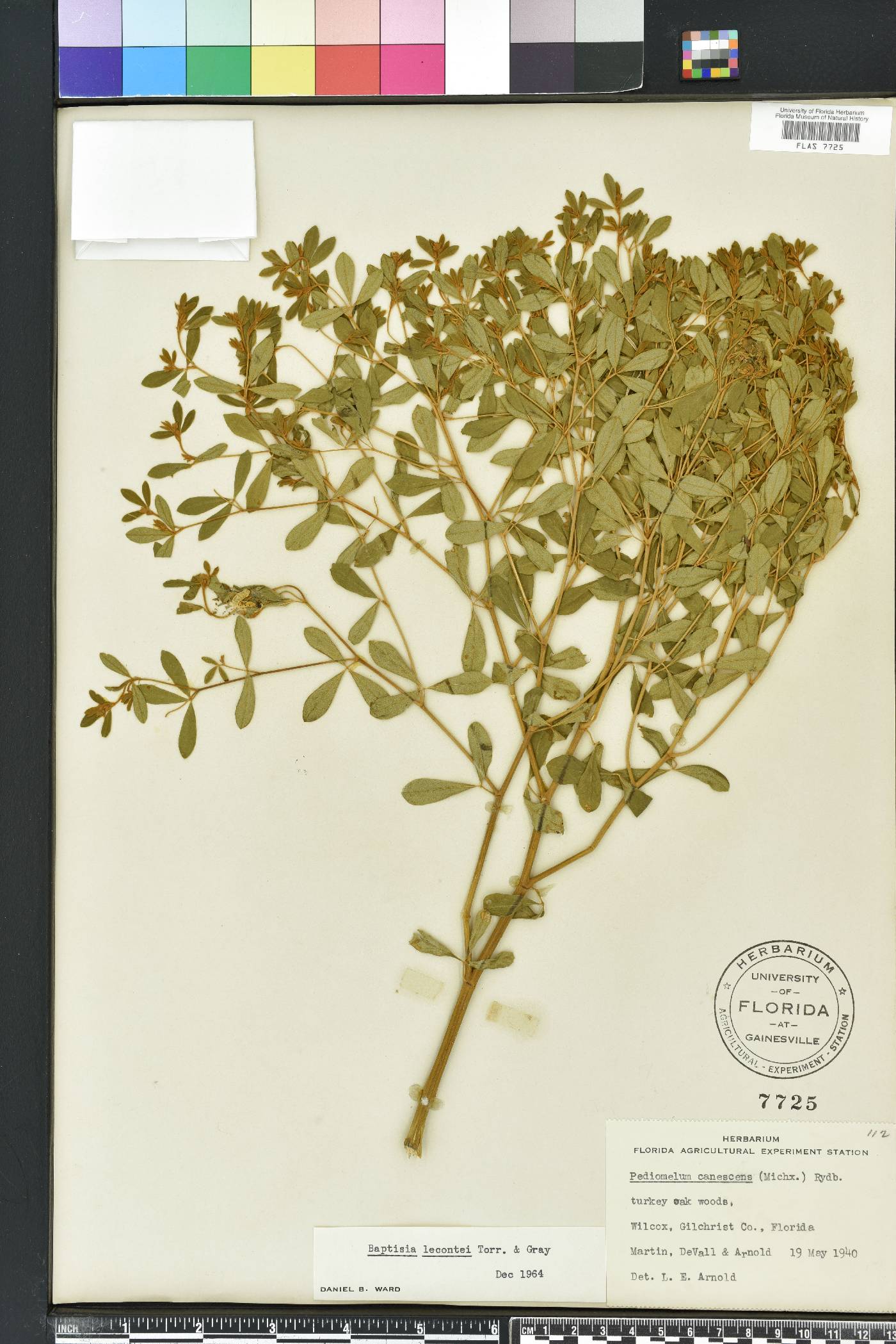 Baptisia lecontei image