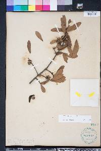 Quercus hemisphaerica image