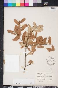Quercus geminata image